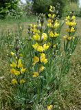 Thermopsis turkestanica. Цветущие растения. Кыргызстан, Иссык-Кульская обл., окр. с. Ананьева, дорога к радоновым источникам Таш-Суу, луг. 01.06.2019.