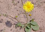 Lagoseris obovata