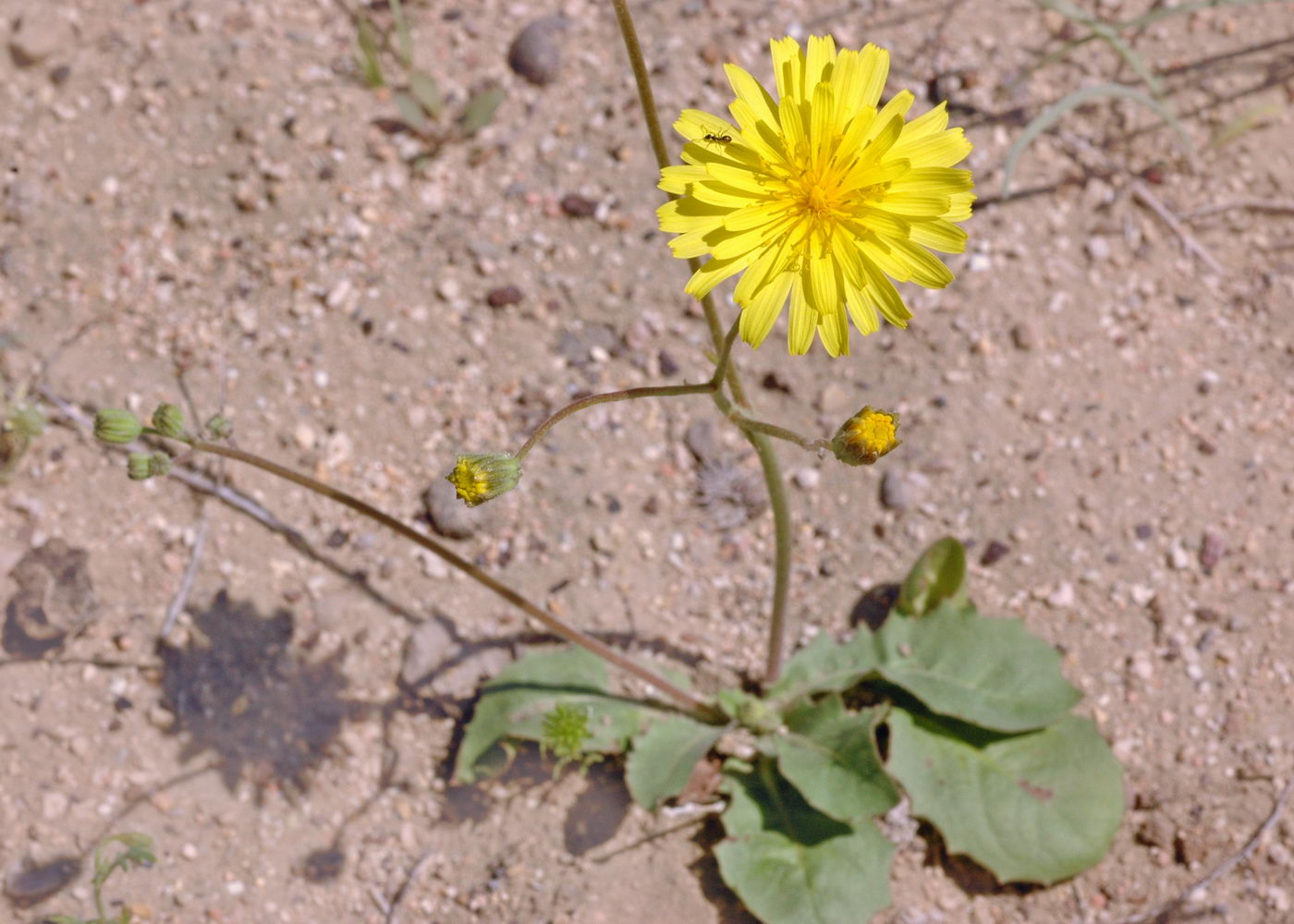 Image of Lagoseris obovata specimen.