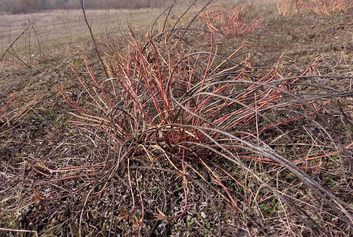 Изображение особи Euphorbia virgata.