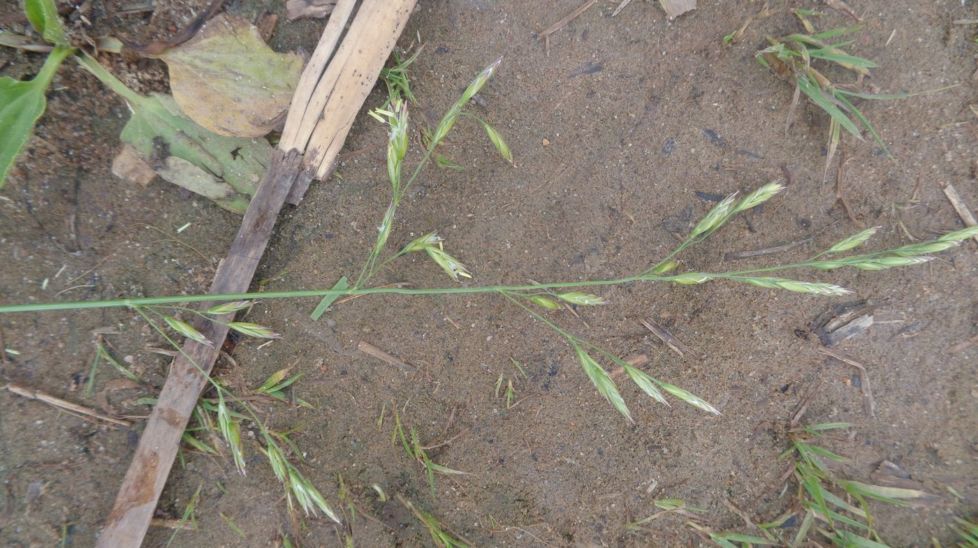 Изображение особи Festuca pratensis.