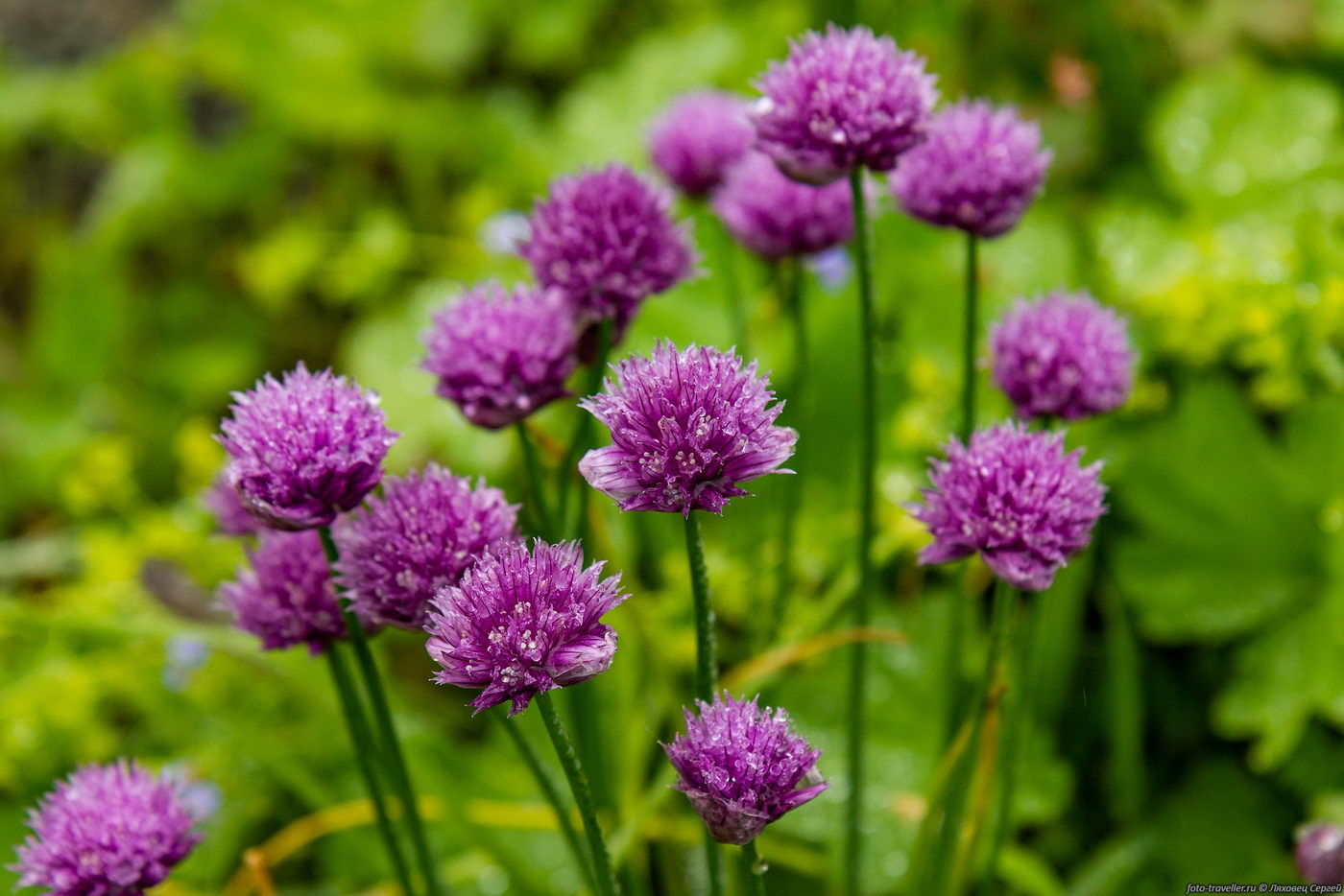 Image of Allium schoenoprasum specimen.