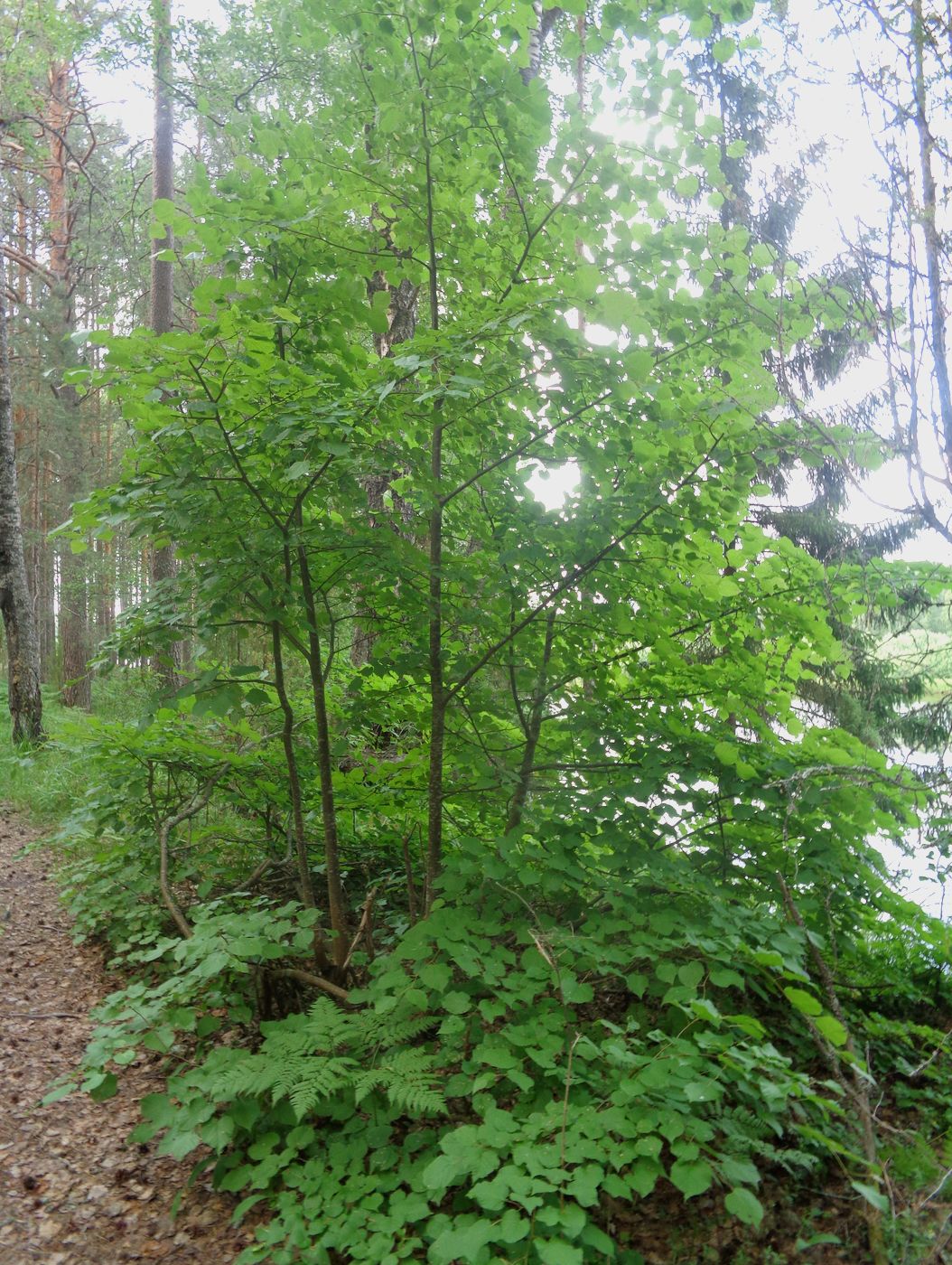 Image of Tilia cordata specimen.