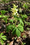 Corydalis marschalliana