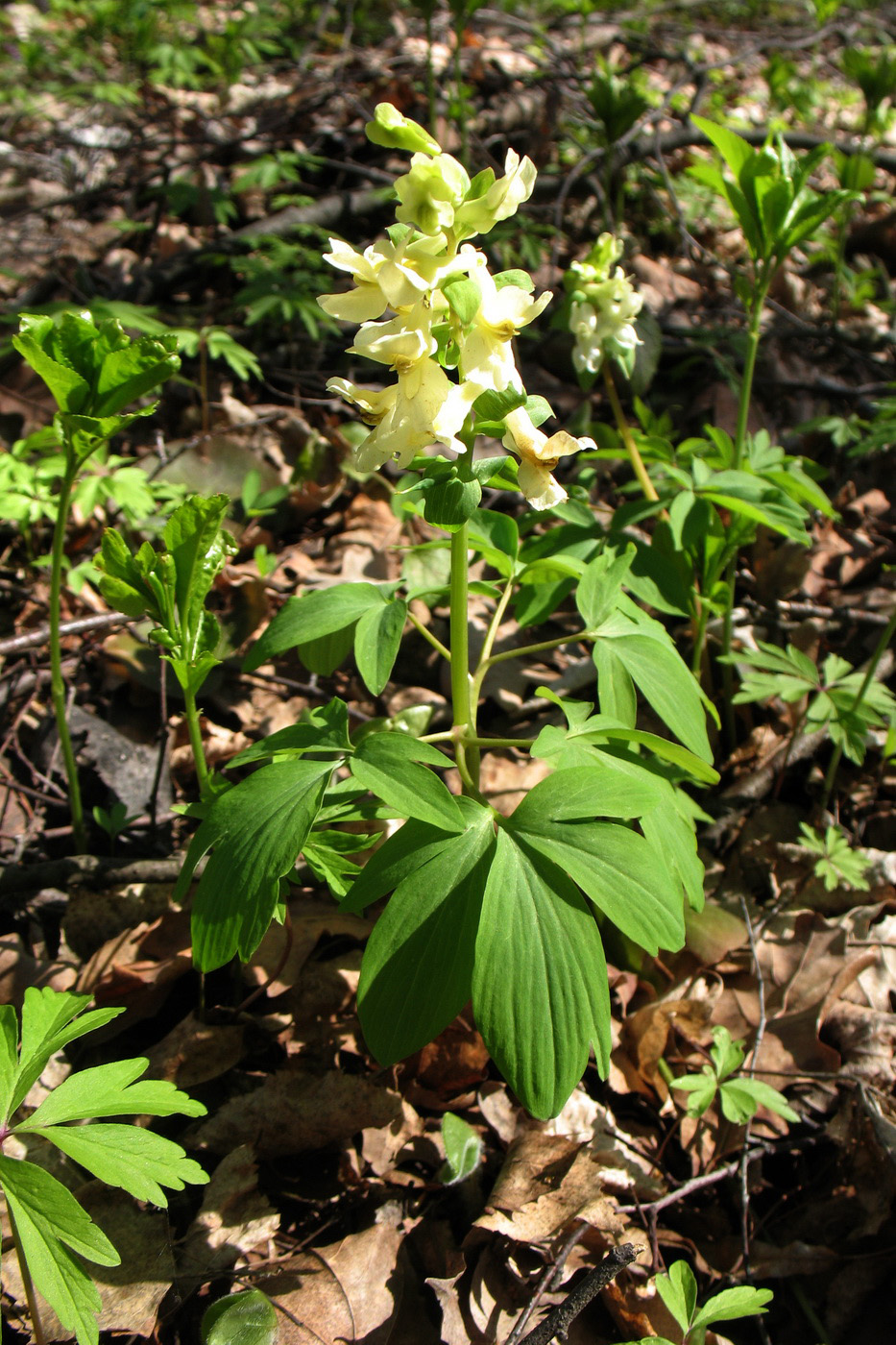 Изображение особи Corydalis marschalliana.