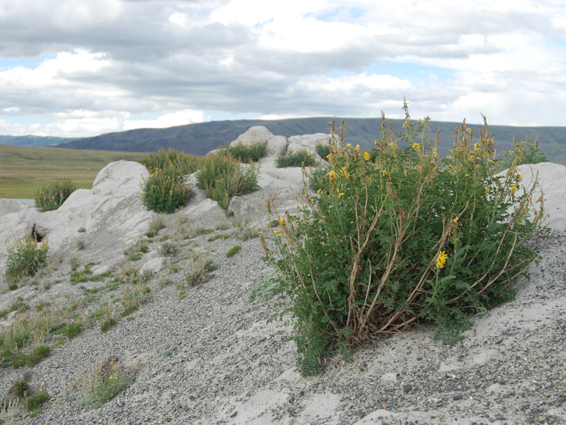 Image of Corydalis stricta specimen.