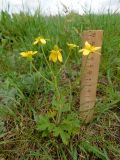 Ranunculus oxyspermus
