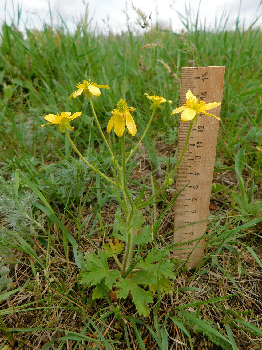 Изображение особи Ranunculus oxyspermus.