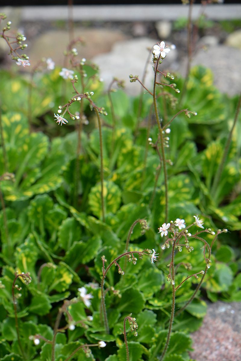 Изображение особи Saxifraga umbrosa.