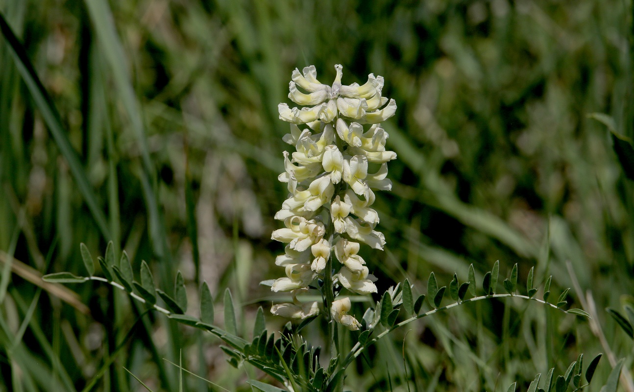 Изображение особи Pseudosophora alopecuroides.