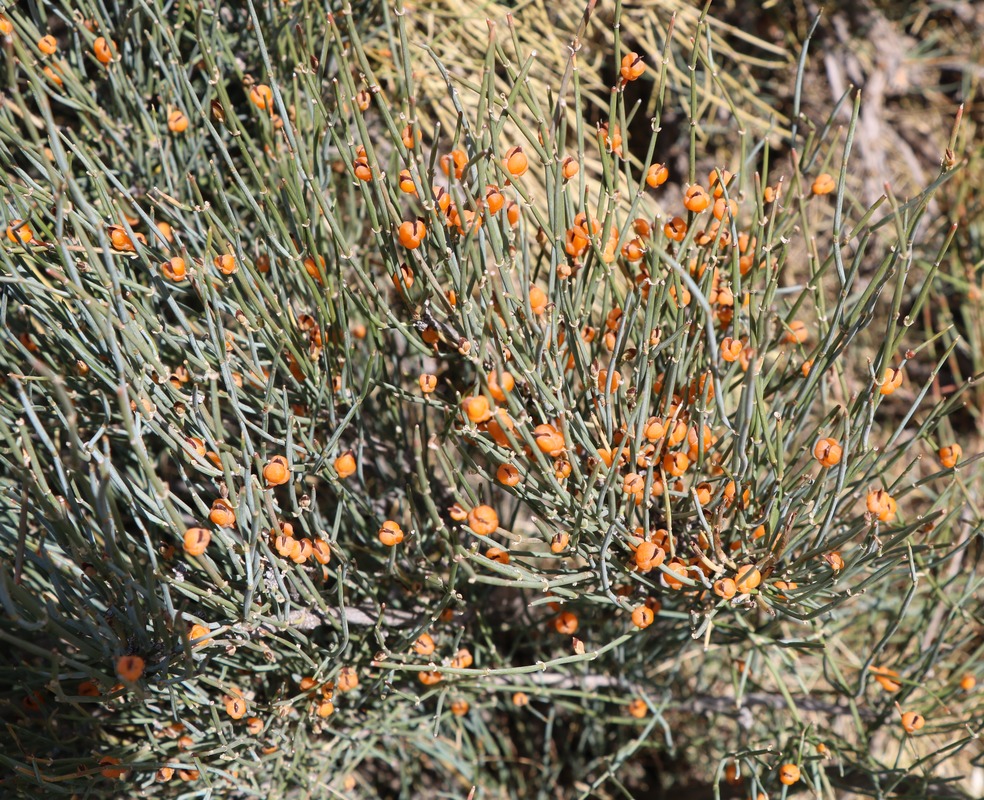 Image of Ephedra procera specimen.