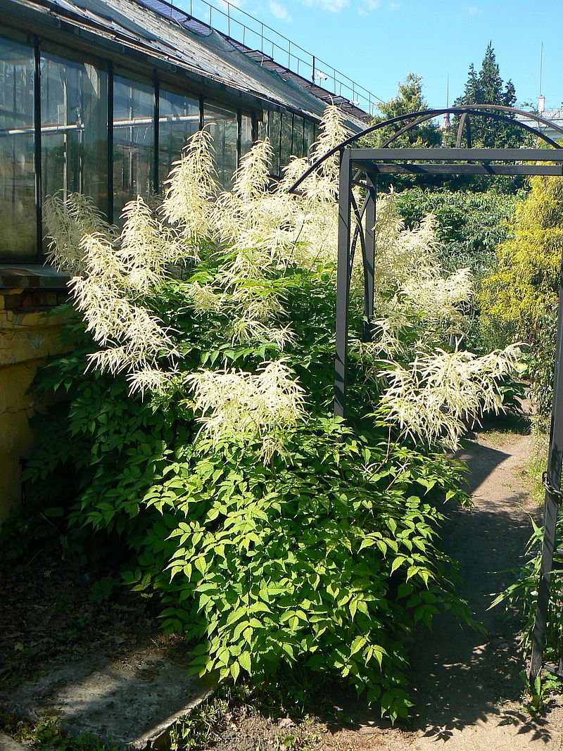 Image of Aruncus dioicus specimen.