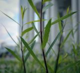 Salix purpurea. Побеги. Пермский край, г. Пермь, Ленинский р-н, в окрестностях Пермского академического Театр-Театра, городская эспланада, сквер, в озеленении. 06.07.2020.