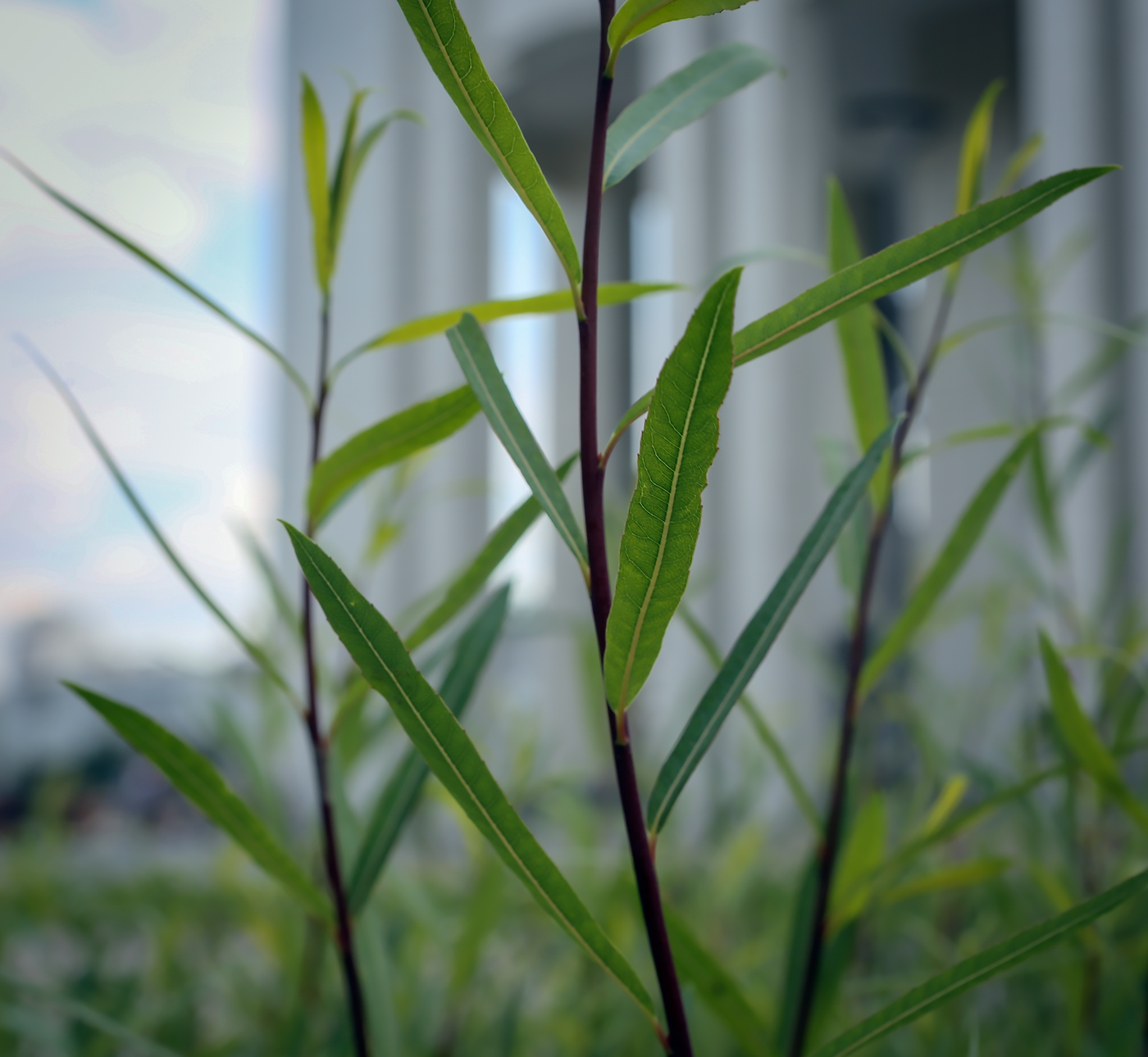 Image of Salix purpurea specimen.