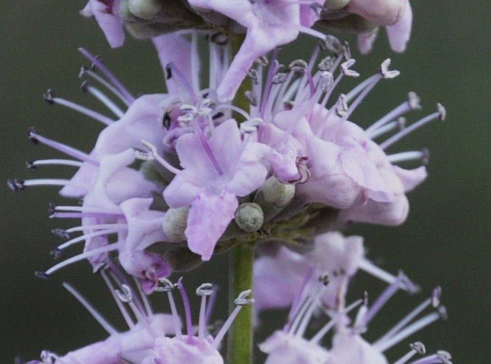 Изображение особи Vitex agnus-castus.