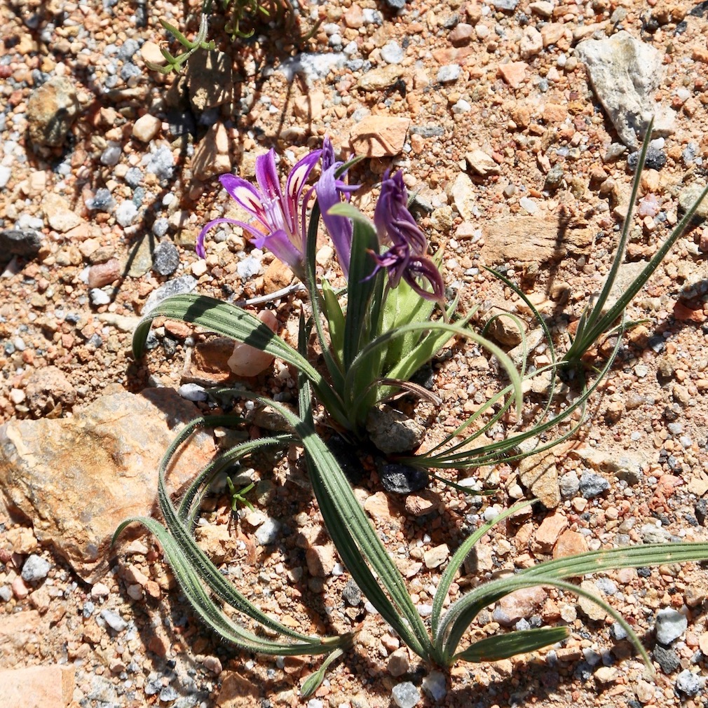 Image of Babiana ecklonii specimen.