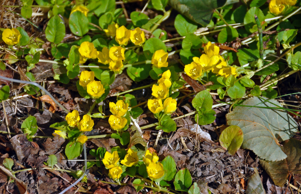 Изображение особи Lysimachia nummularia.