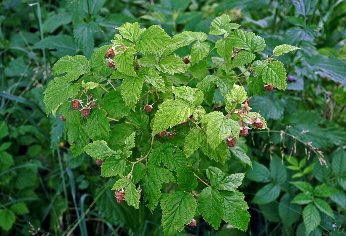 Image of Rubus idaeus specimen.