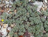 Potentilla acaulis