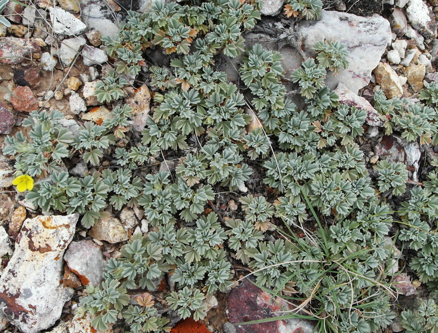 Image of Potentilla acaulis specimen.