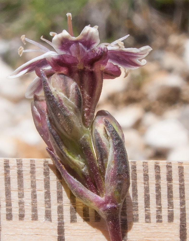 Image of Silene dianthoides specimen.
