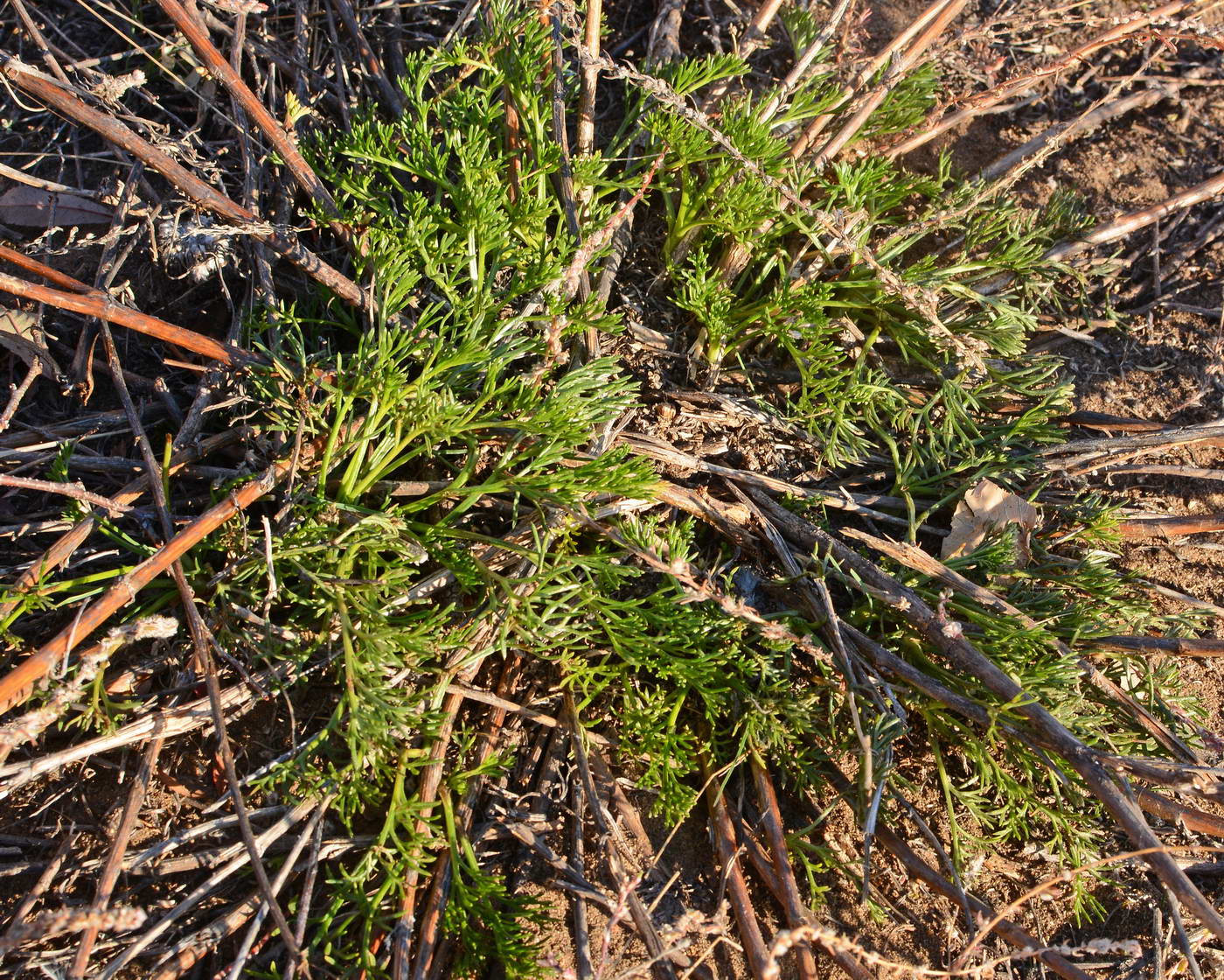 Изображение особи Artemisia campestris.