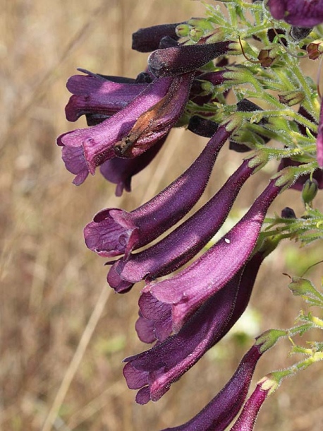 Image of Jacaranda caroba specimen.
