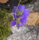 род Geranium