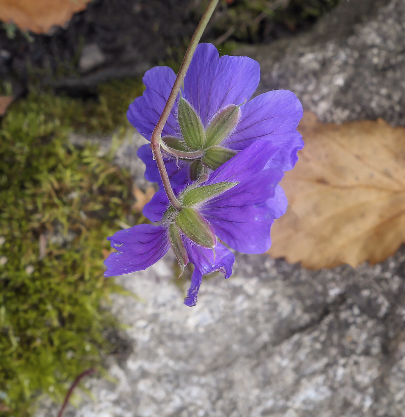 Image of genus Geranium specimen.