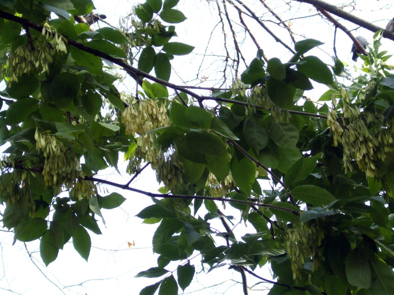 Image of genus Fraxinus specimen.