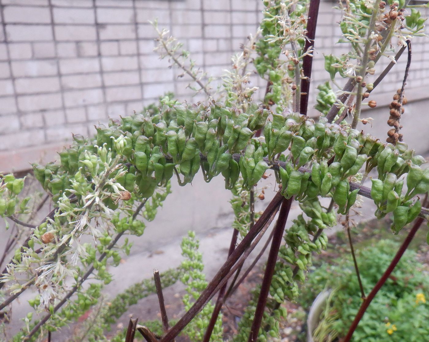 Изображение особи Cimicifuga simplex.