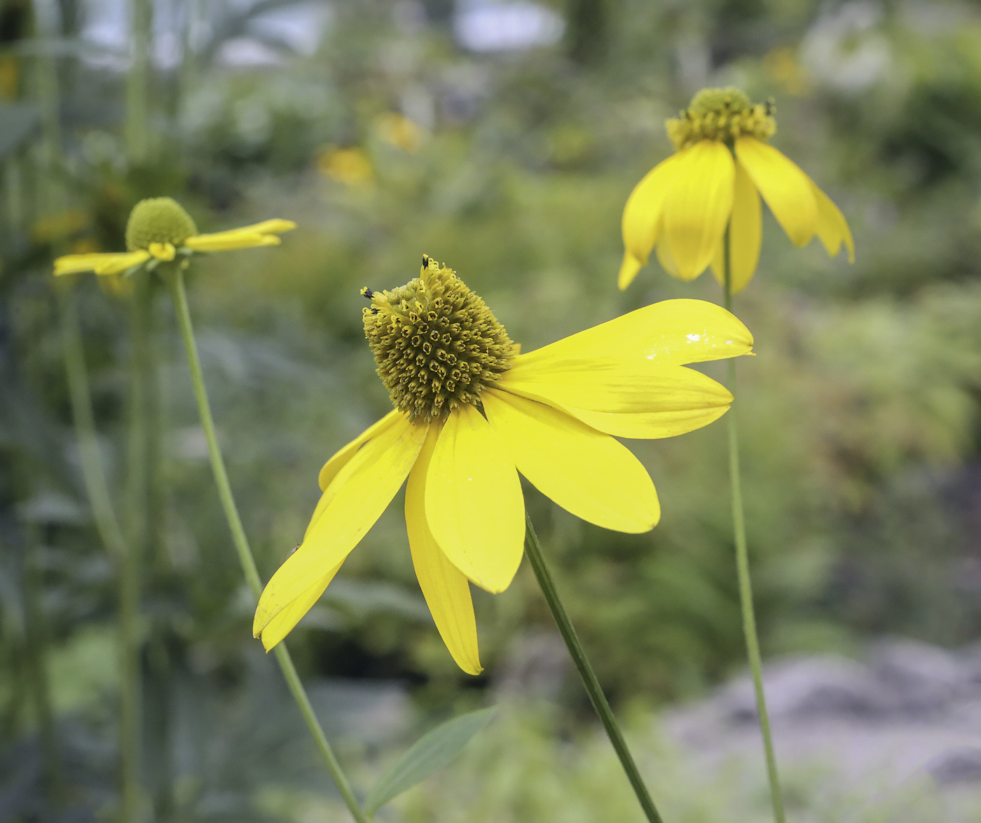 Image of Rudbeckia laciniata specimen.