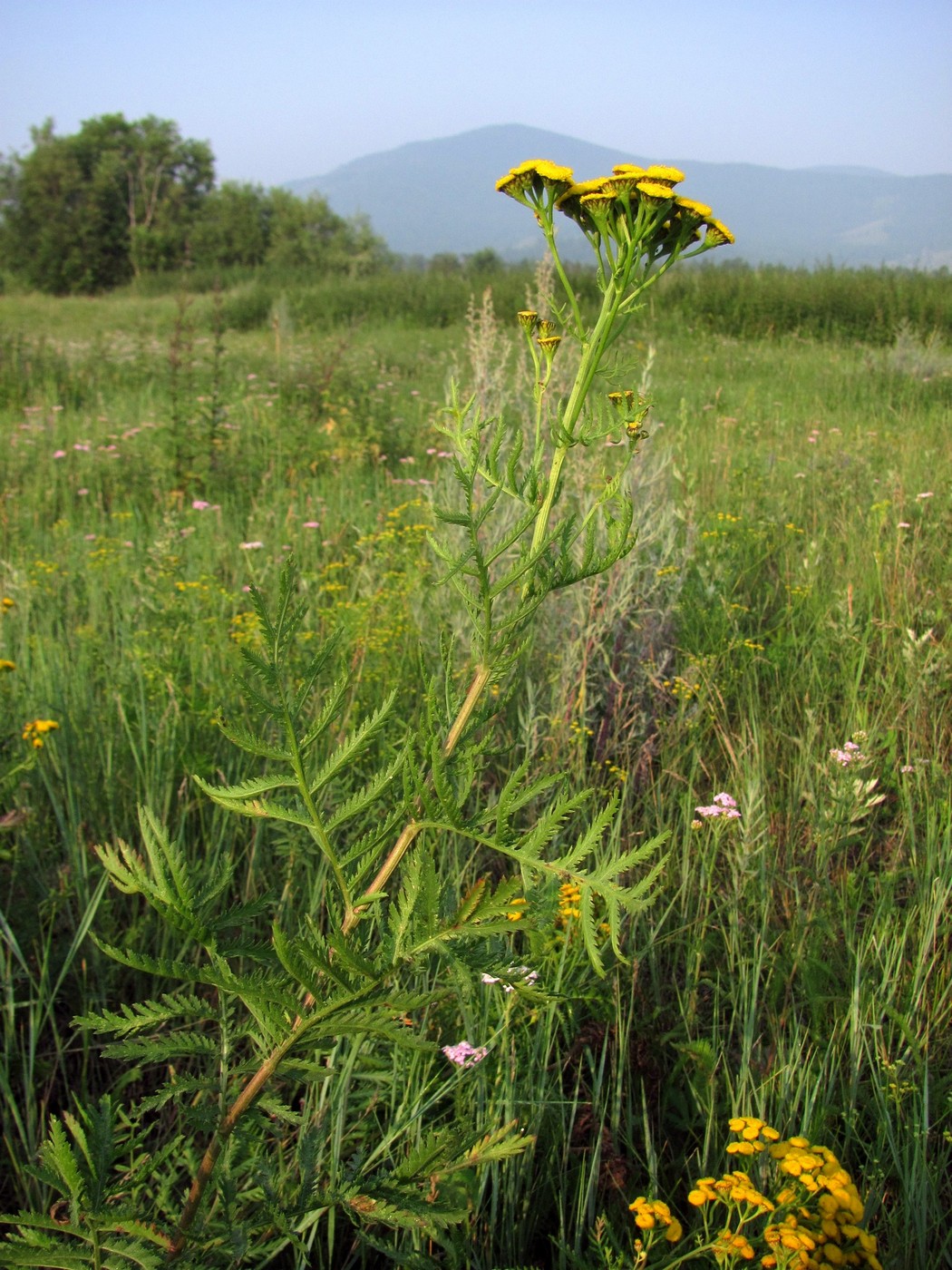 Image of Tanacetum boreale specimen.