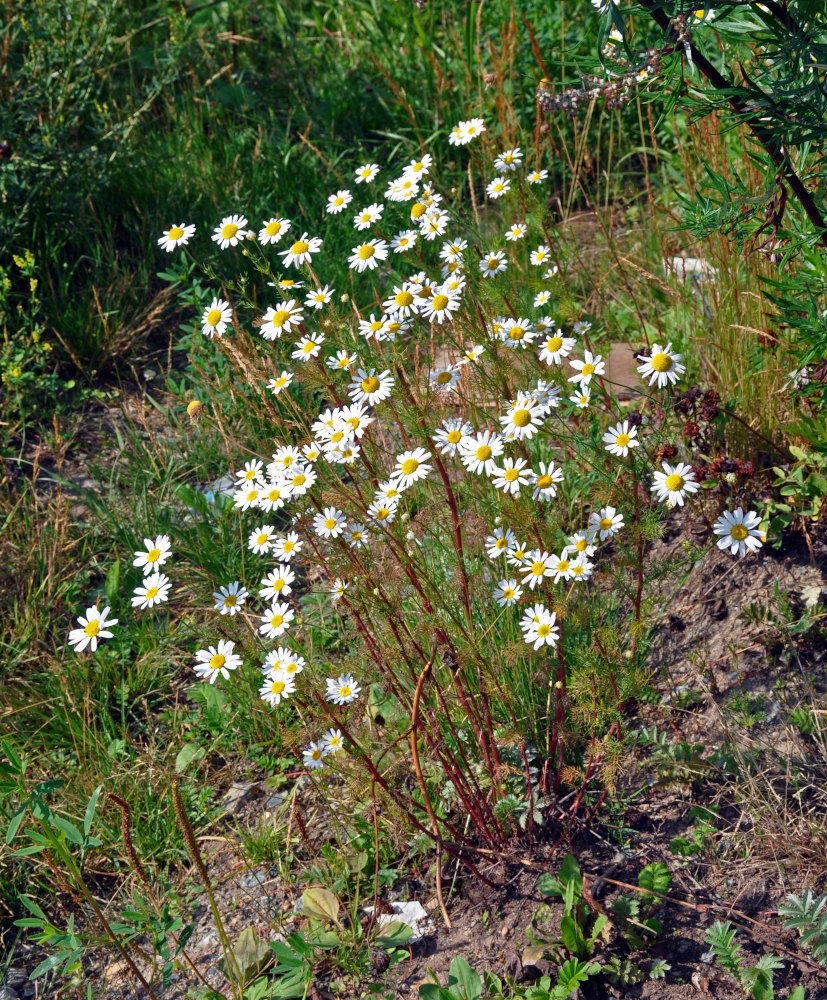 Изображение особи Tripleurospermum inodorum.