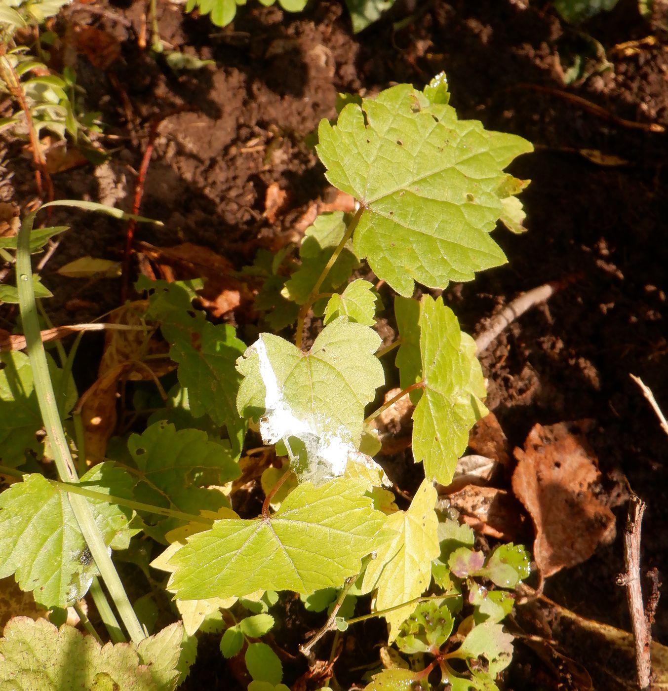 Image of Vitis amurensis specimen.