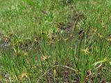 Carex microglochin