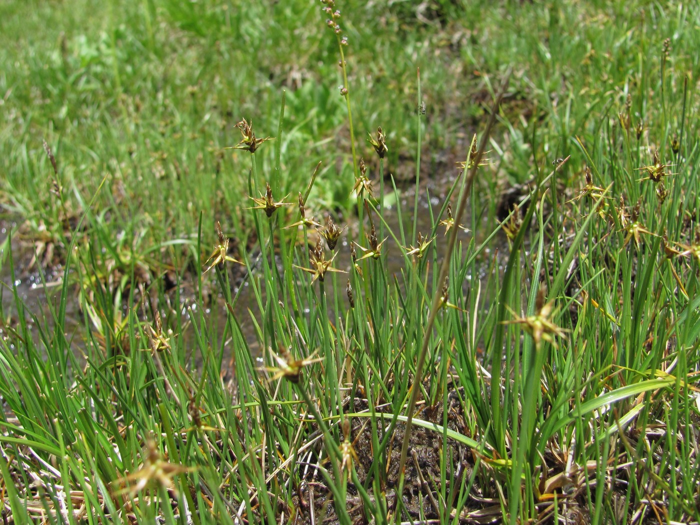 Image of Carex microglochin specimen.