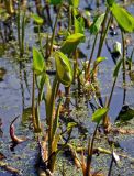 Calla palustris