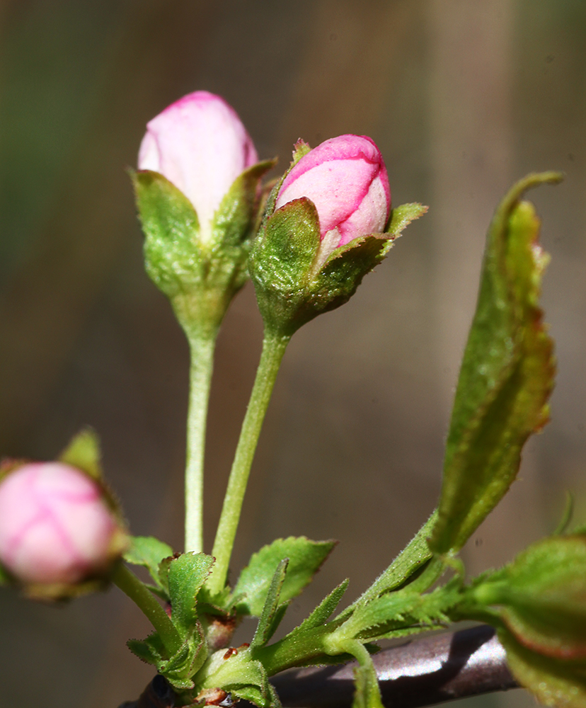 Изображение особи Cerasus glandulosa.