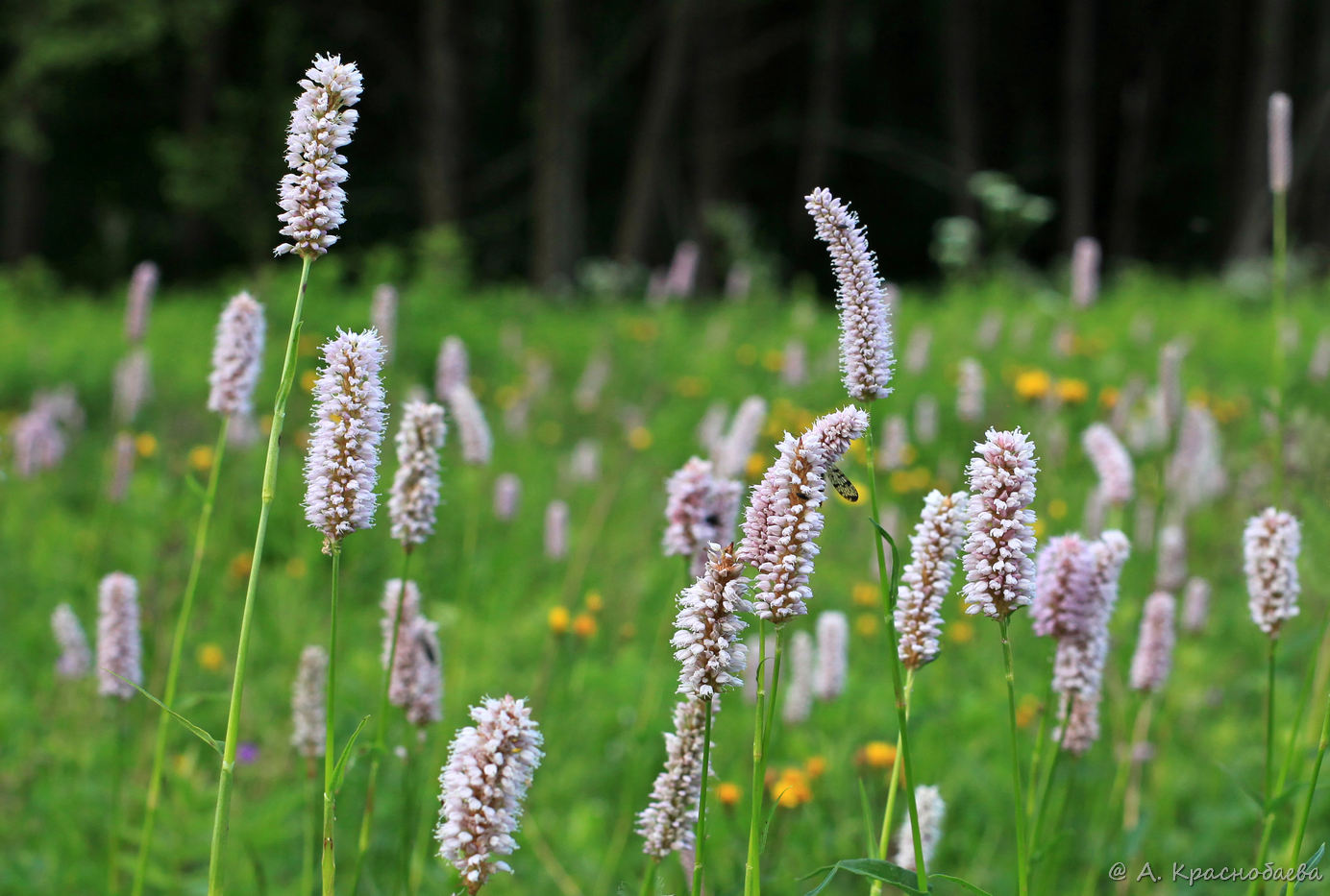 Изображение особи Bistorta officinalis.