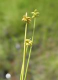 Carex dahurica