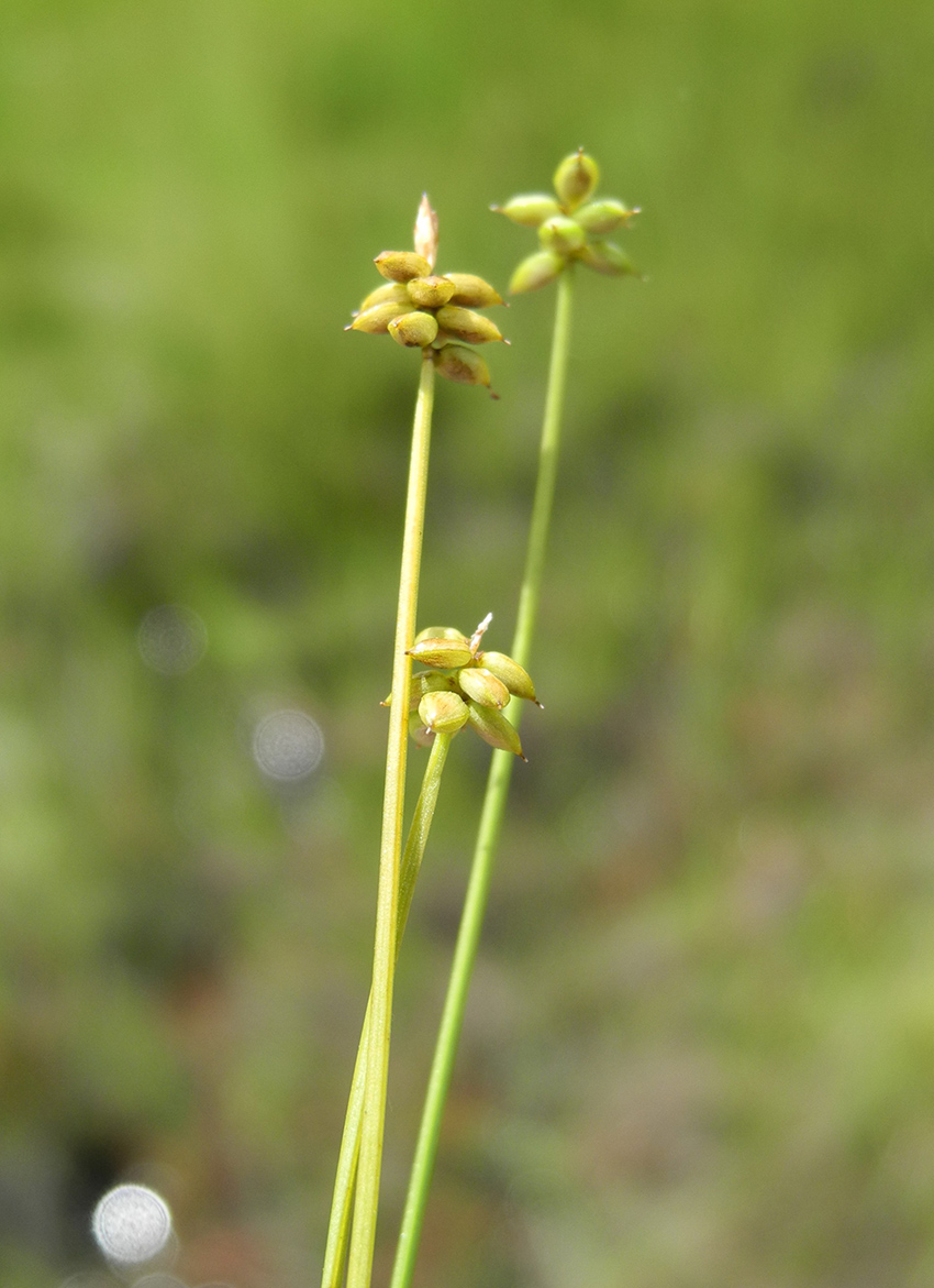 Изображение особи Carex dahurica.