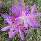 род Colchicum