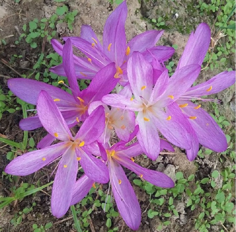 Image of genus Colchicum specimen.