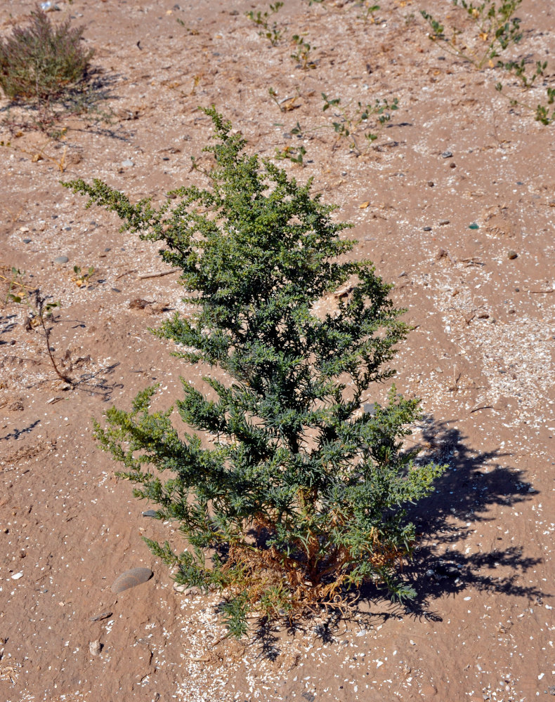 Image of Suaeda altissima specimen.