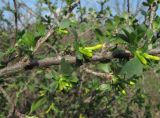 Ribes aureum. Часть ветви с бутонами. Краснодарский край, Абинский р-н, ст-ца Холмская, у жилья. 11.03.2020.
