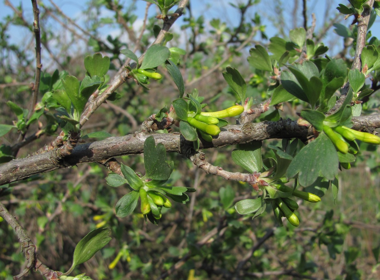 Изображение особи Ribes aureum.