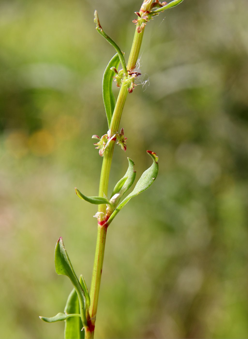 Изображение особи Rumex bucephalophorus.