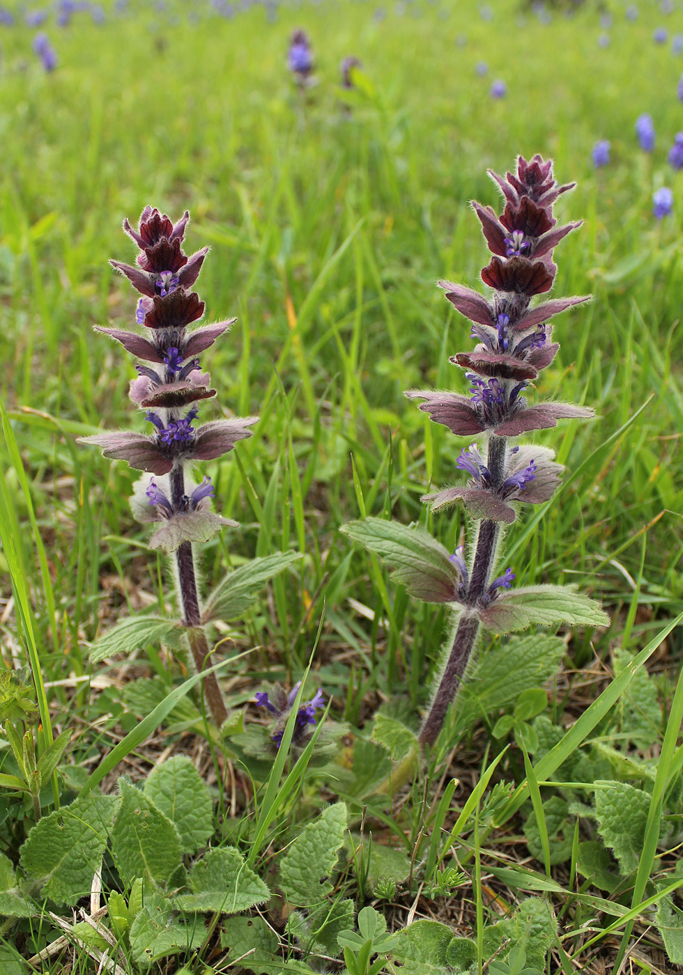 Image of Ajuga orientalis specimen.