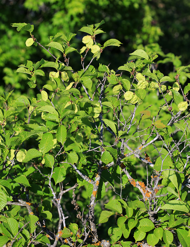 Image of Ulmus macrocarpa specimen.